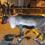 Rudolph The Red Nosed Reindeer Exclusive Interview