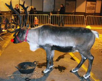 Rudolph The Red Nosed Reindeer Captivity